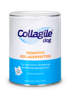 Collagile Dog