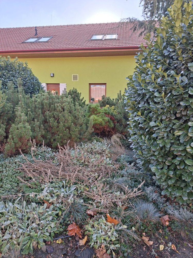 Záhon s bobkovišní a převislým cedrem před revitalizací