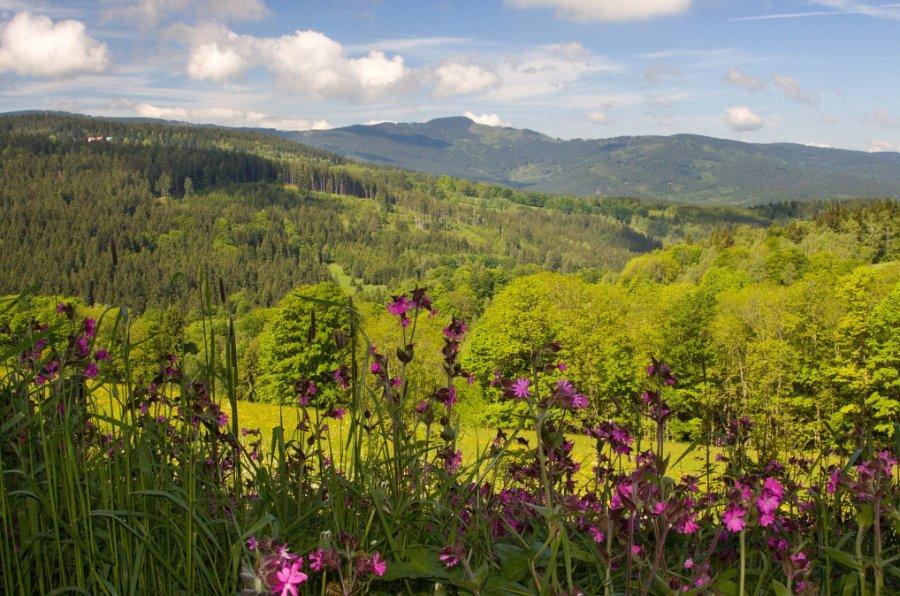 The Bohemian Forest (Šumava) — meadow with pink flowers and forested hills in the background